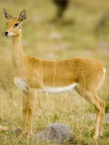 An Oribi on the Savanna, Ourebia Ourebi, East Africa