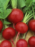 Radish, Cherry Bedle, Raphanus Sativus