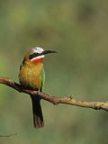White-Fronted Bee-Eater, Merops Bullockoides, Kenya, Africa