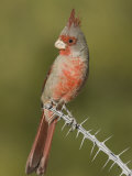Pyrrhuloxia Male (Cardinalis Sinuatus) on an Ocotillo Branch, Sonoran Desert, Arizona, USA