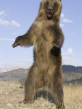 A Grizzly Bear Standing Upright, Ursus Arctos, North America