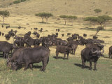 African Buffalo, Syncerus Caffer, Herd in Migration across the Savanna, Masai Mara, Kenya, Africa