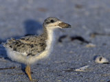 Black Skimmer Chick, Rhynchops Niger, . Southern USA