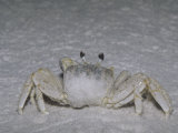 Ghost Crab on a Sandy Beach, Ocypode Quadrata, Florida, USA