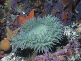 Anthopleura.Giant Sea Anemone in Tide Pool with Other Life.