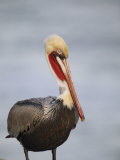 Adult Brown Pelican (Pelecanus Occidentalis), California, USA
