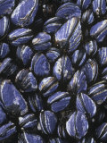 California Mussels, Mytilus Californianus, on Intertidal Rocks, California, Usa, Pacific Ocean