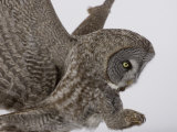 A Great Gray Owl Pouncing on its Prey, Strix Nebulosa, North America