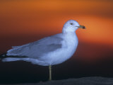 Ring-Billed Gull (Larus Delawarensis) Adult in Winter Plumage at Twilight, North America