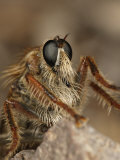 Robber Fly Head, Family Asilidae