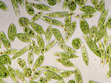 Buy Living Protozoa Euglena Gracilis Showing Flagella, Stigma, and Chloroplast at AllPosters.com