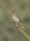 Brewer's Sparrow (Spizella Breweri) on an Agave Leaf, Arizona, USA