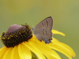 Butterfly, Edwards Haristreak (Satyrium Edwardsii) Feeding on a Flower