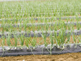 Buy Onions at AllPosters.com