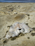 Bowhead Whale Bones Scattered on the Beach, Balaena Mysticetus, . Somerset Island, Nunavut, Canada