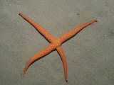 Starfish Showing Regeneration of Injured Arm, Asteroidea, Bali, Indian Ocean, Indonesia