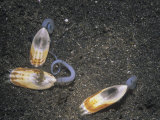Buy Brachiopods (Glottidia Albida) at AllPosters.com