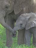 African Elephant Mother Holding its Baby's Trunk, Loxodonta Africana, East Africa