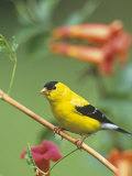 Male American Goldfinch (Carduelis Tristis) on Trumpet Creeper (Campsis Radicans). North America