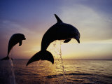 Bottlenose Dolphins Leaping Out of the Water at Twilight (Tursiops Truncatus)