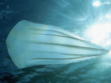 Buy Beroid Comb Jelly (Beroe Forskalii) Feeds on Other Comb Jellies, Native to the Pacific Ocean at AllPosters.com