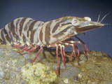 Brown Tiger Prawn (Penaeus Esculentus). Coral Reefs of Australia