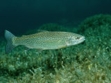 Rainbow Trout (Oncorhynchus Mykiss)