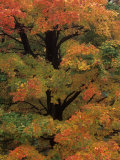 Maple Sugar Tree Changing to Fall Foliage (Acer Saccharum), North America