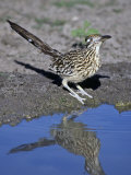 Greater Roadrunner at a Desert Waterhole, Geococcyx Californianus, Western USA