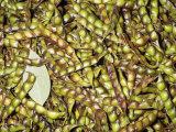 Buy Pigeon Pea Pods or Gandules (Cajanus Cajun). Native to North Africa and Southern Asia at AllPosters.com