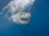 Great White Shark (Carcharodon Carcharias), Guadalupe Island, Mexico