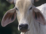 Buy Brahman Cattle Face Details, Bos Indicus, Costa Rica, Central America at AllPosters.com