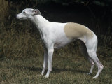 Whippet Breed of Domestic Dog