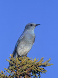 A Mountain Bluebird, Sialia Currucoides, Cibola National Forest, New Mexico, USA