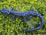 Kentucky Salamander, Plethodon Kentucki, . Kentucky, USA