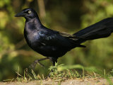 Great-Tailed Grackle, Quiscalus Mexicanus, Southwest USA