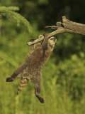 Buy Common Raccoon (Procyon Lotor).Juvenile at AllPosters.com