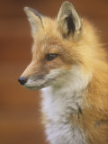 An Alert Red Fox Face (Vulpes Vulpes), Matmai National Park, Alaska, USA