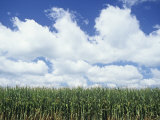 Buy Corn Crop under a Blue Sky with Fair-Weather Cumulus Clouds, Zea Mays at AllPosters.com
