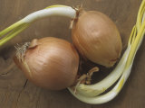 Sprouting Onion Bulbs, Allium
