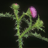 Welted Thistle (Carduus Acanthoides) Flower Spike