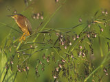 Green Heron in a Marsh, Butorides Virescens, Florida, USA