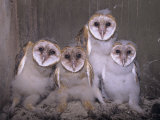 Barn Owl Chicks in their Nest in a Barn, Tyto Alba, an Endangered Species, USA