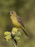 Scott's Oriole Female (Icterus Parisorum) on a Cholla Cactus, Sonoran Desert, Arizona, USA