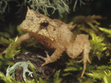 Solomon Island or Eyelash Horned Frog, Ceratobatrachus Guentheri, Solomon Islands