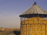 Buy Filled Corn Crib, Zea Mays at AllPosters.com