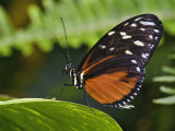 Golden Helicon Butterfly, Heliconius Hecale
