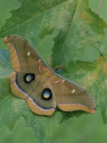 Polyphemus Moth (Antheraea Polyphemus), Saturniidae, Florida