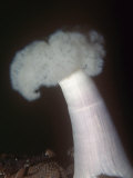 White Plumose Anemone (Metridium Senile), Eastern Pacific Ocean