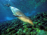 Hawaiian Monk Seal (Monachus Schauinslandi), an Endemic and Endangered Species, Hawaii, USA